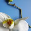 orchidej 100x100